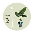PLANT IN A BOX - Plante éléphant - Alocasia 'Odora' - Hauteur 55-75cm - ⌀17cm - vignette