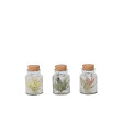 PLANT IN A BOX - Plante aérienne - Set de 3 - Tillandsia - Hauteur 5-15cm - ⌀5cm - vignette