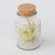 PLANT IN A BOX - Plante aérienne - Set de 3 - Tillandsia - Hauteur 5-15cm - ⌀5cm - vignette
