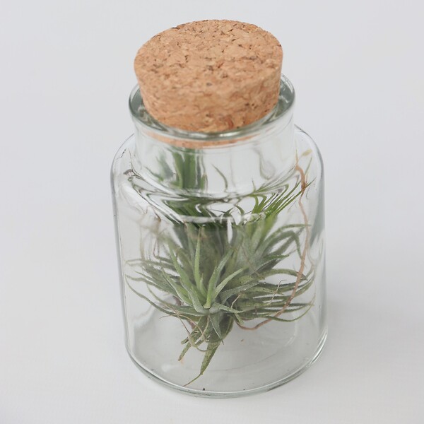 PLANT IN A BOX - Plante aérienne - Set de 3 - Tillandsia - Hauteur 5-15cm - ⌀5cm - large