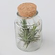 PLANT IN A BOX - Plante aérienne - Set de 3 - Tillandsia - Hauteur 5-15cm - ⌀5cm - vignette