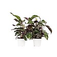 PLANT IN A BOX - Calathée - Set de 2 - Calathea Lietzei 'White Fusion' - Hauteur 30-40cm - ⌀14cm - vignette