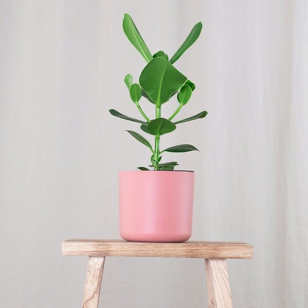 PLANT IN A BOX - Pommier baumier - Set de 4 - Clusia rosea 'Princess' - Hauteur 25-35cm - ⌀12cm - large