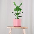 PLANT IN A BOX - Pommier baumier - Set de 4 - Clusia rosea 'Princess' - Hauteur 25-35cm - ⌀12cm - vignette