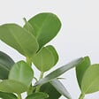PLANT IN A BOX - Pommier baumier - Set de 4 - Clusia rosea 'Princess' - Hauteur 25-35cm - ⌀12cm - vignette