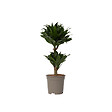PLANT IN A BOX - Dragonnier - Dracaena surculosa - Hauteur 50-65cm - ⌀17cm - vignette