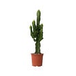 PLANT IN A BOX - Euphorbe ingens - Euphorbia ingens - Hauteur 50-60cm - ⌀17cm - vignette