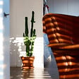 PLANT IN A BOX - Euphorbe ingens - Euphorbia ingens - Hauteur 50-60cm - ⌀17cm - vignette