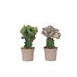 PLANT IN A BOX - Mélange d'euphorbes - Set de 2 - Euphorbia 'Lactea' - Hauteur 25-30cm - ⌀12cm - vignette