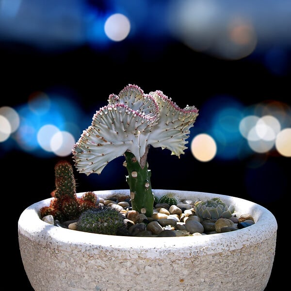 PLANT IN A BOX - Mélange d'euphorbes - Set de 2 - Euphorbia 'Lactea' - Hauteur 25-30cm - ⌀12cm - large