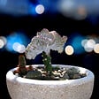 PLANT IN A BOX - Mélange d'euphorbes - Set de 2 - Euphorbia 'Lactea' - Hauteur 25-30cm - ⌀12cm - vignette