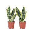 PLANT IN A BOX - Langue de belle-mère - Set de 2 - Sansevieria Futura Superba - H35-40cm - ⌀12cm - vignette
