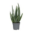 PLANT IN A BOX - Aloe vera - Aloe barbadensis - Hauteur 25-40cm - ⌀10,5cm - vignette