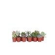 PLANT IN A BOX - Mélange de petites succulentes - Set de 12 - Succulent Mix - H5-10cm - ⌀5,5cm - vignette
