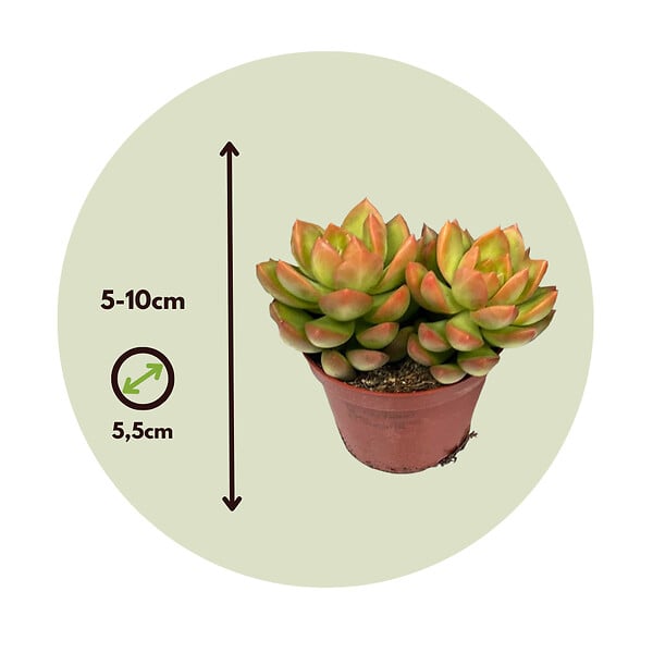 PLANT IN A BOX - Mélange de petites succulentes - Set de 12 - Succulent Mix - H5-10cm - ⌀5,5cm - large