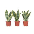 PLANT IN A BOX - Langue de belle-mère - Set de 3 - Sansevieria 'Superba' - H35-40cm - ⌀12cm - vignette