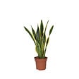 PLANT IN A BOX - Langue de belle-mère - Sansevieria trifasciata Laurentii - H60-70cm - ⌀17cm - vignette