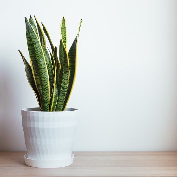 PLANT IN A BOX - Langue de belle-mère - Sansevieria trifasciata Laurentii - H60-70cm - ⌀17cm - large