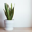 PLANT IN A BOX - Langue de belle-mère - Sansevieria trifasciata Laurentii - H60-70cm - ⌀17cm - vignette