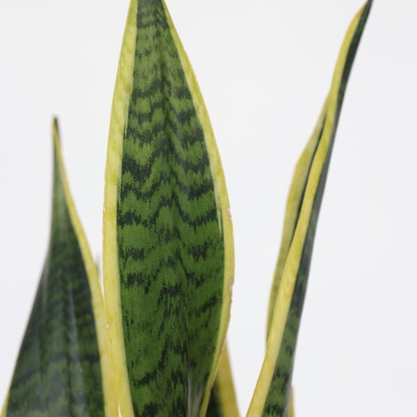PLANT IN A BOX - Langue de belle-mère - Sansevieria trifasciata Laurentii - H60-70cm - ⌀17cm - large