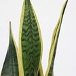 PLANT IN A BOX - Langue de belle-mère - Sansevieria trifasciata Laurentii - H60-70cm - ⌀17cm - vignette