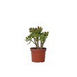PLANT IN A BOX - Arbre de jade - Crassula ovata 'Minor' - Hauteur 30-35cm - ⌀17cm - vignette