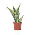 PLANT IN A BOX - Langue de belle-mère - Sanseviera 'Futura Superba' - Hauteur 35-40cm - ⌀12cm - vignette