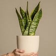 PLANT IN A BOX - Langue de belle-mère - Sanseviera 'Futura Superba' - Hauteur 35-40cm - ⌀12cm - vignette