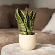 PLANT IN A BOX - Langue de belle-mère - Sanseviera 'Futura Superba' - Hauteur 35-40cm - ⌀12cm - vignette