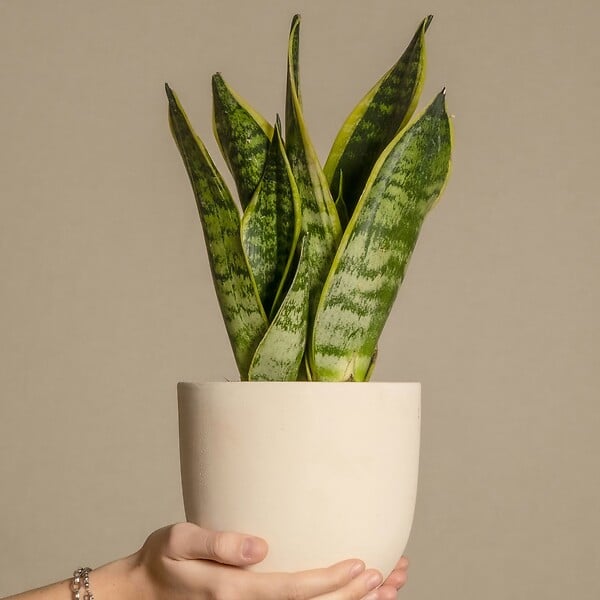 PLANT IN A BOX - Langue de belle-mère - Set de 4 - Sansevieria 'Superba' - H35-40cm - ⌀12cm - large