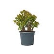 PLANT IN A BOX - Arbre de jade - Crassula ovata 'Sunset' - Hauteur 55-60cm - ⌀30cm - vignette