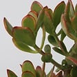 PLANT IN A BOX - Arbre de jade - Crassula ovata 'Sunset' - Hauteur 55-60cm - ⌀30cm - vignette
