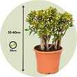 PLANT IN A BOX - Arbre de jade - Crassula ovata 'Sunset' - Hauteur 55-60cm - ⌀30cm - vignette