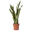 PLANT IN A BOX - Langue de belle-mère - Sansevieria trifasciata Laurentii - H65-75cm - ⌀21cm - vignette