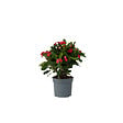 PLANT IN A BOX - Euphorbe de Madagascar - Euphorbia 'Milii' - Hauteur 25-35cm - ⌀13cm - vignette