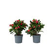 PLANT IN A BOX - Euphorbe de Madagascar - Set de 2 - Euphorbia 'Milii' - Hauteur 25-35cm - ⌀13cm - vignette