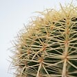 PLANT IN A BOX - Cactus de Noël - Echinocactus grusonii - Hauteur 25-35cm - ⌀25cm - vignette