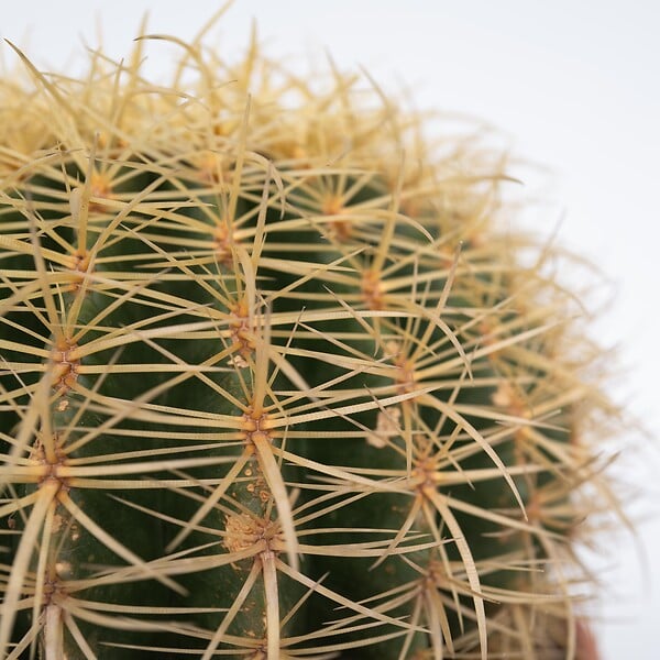 PLANT IN A BOX - Cactus de Noël - Echinocactus grusonii - Hauteur 25-35cm - ⌀25cm - large
