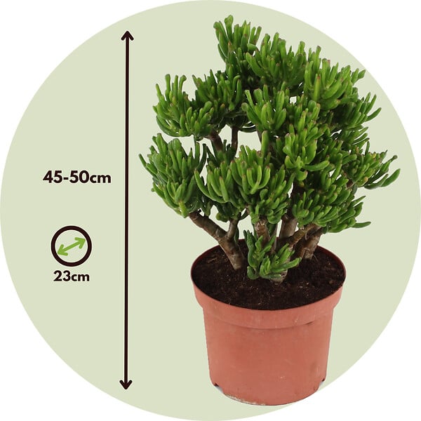 PLANT IN A BOX - Arbre de jade - Crassula ovata 'Hobbit' - Hauteur 45-50cm - ⌀23cm - large