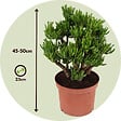 PLANT IN A BOX - Arbre de jade - Crassula ovata 'Hobbit' - Hauteur 45-50cm - ⌀23cm - vignette