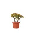 PLANT IN A BOX - Arbre de jade - Crassula ovata 'Sunset' - Hauteur 30-35cm - ⌀17cm - vignette