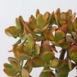 PLANT IN A BOX - Arbre de jade - Crassula ovata 'Sunset' - Hauteur 30-35cm - ⌀17cm - vignette
