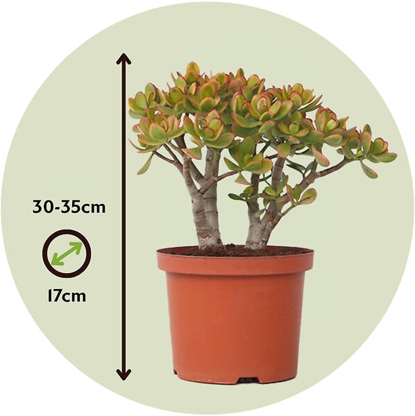 PLANT IN A BOX - Arbre de jade - Crassula ovata 'Sunset' - Hauteur 30-35cm - ⌀17cm - large