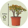 PLANT IN A BOX - Arbre de jade - Crassula ovata 'Sunset' - Hauteur 30-35cm - ⌀17cm - vignette