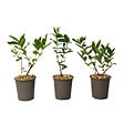 PLANT IN A BOX - Chèvrefeuille - Set de 3 - Lonicera kamtchatica - Hauteur 25-40cm - ⌀9cm - vignette