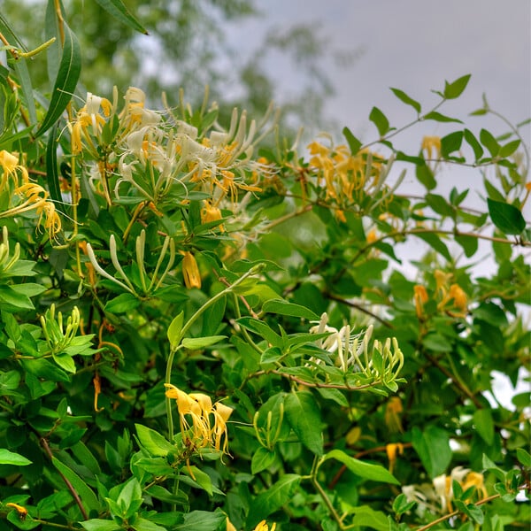 PLANT IN A BOX - Chèvrefeuille - Set de 3 - Lonicera kamtchatica - Hauteur 25-40cm - ⌀9cm - large