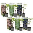PLANT IN A BOX - Vigne à raisin - Set de 6 - Vitis vinifera - Hauteur 25-40cm - ⌀9cm - vignette
