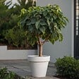 PLANT IN A BOX - Figuier de Barbarie - Set de 2 - Ficus Carica - Hauteur 70-90cm - ⌀21cm - vignette