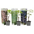 PLANT IN A BOX - Vigne à raisin - Set de 3 - Vitis vinifera - Hauteur 25-40cm - ⌀9cm - vignette