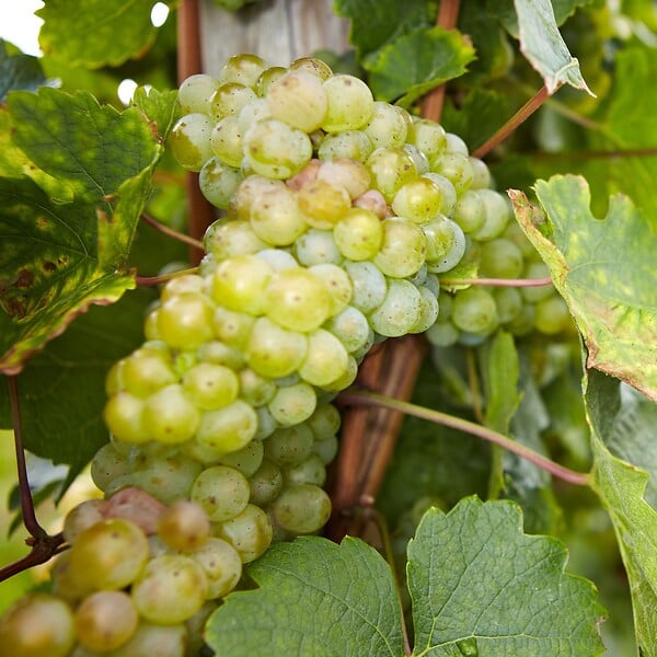 PLANT IN A BOX - Vigne à raisin - Set de 3 - Vitis vinifera - Hauteur 25-40cm - ⌀9cm - large